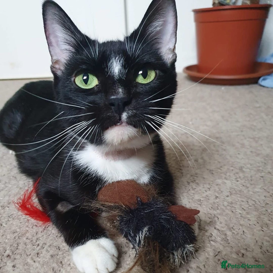 Domestic Shorthair cats for adoption: Ella, approx 2-3 years old  - Advert 1