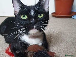 Domestic Shorthair cats Ella, approx 2-3 years old - Advert 1