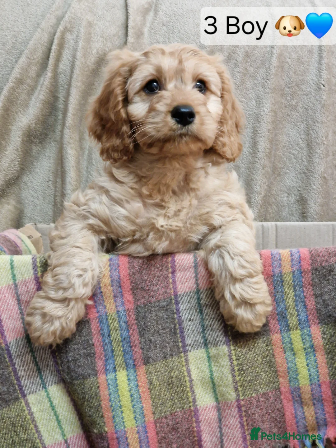 Cavapoo dogs for sale: Cavapoo Bundles of Joy 🥰 - Advert 11