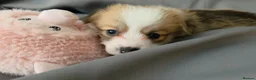 Welsh Corgi Pembroke dogs for sale: Corgi Puppies for Loving Homes – 1 Male, 1 Females - Advert 14