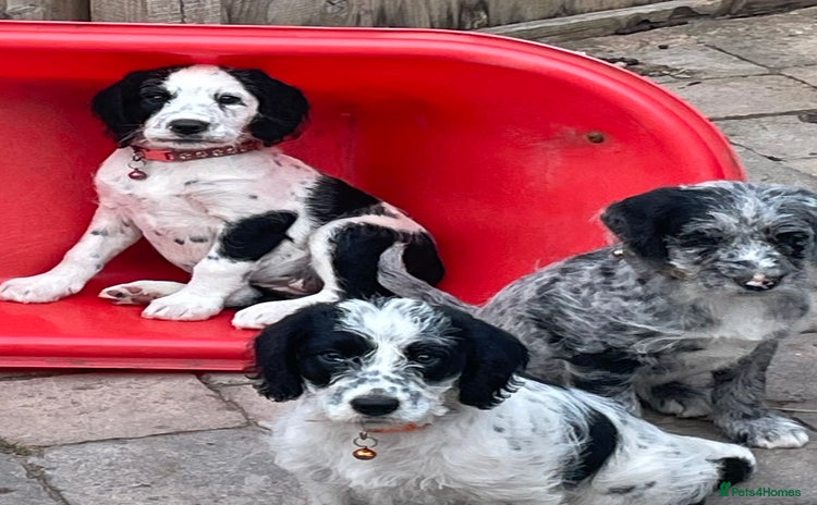 Mixed Breed dogs - Advert 2