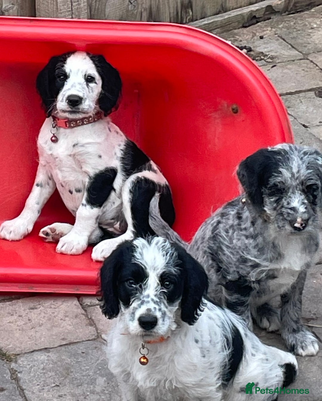 Mixed Breed dogs for sale: Last girl Ready to go Rare Dalmadoodle puppies 🏡 - Image 9