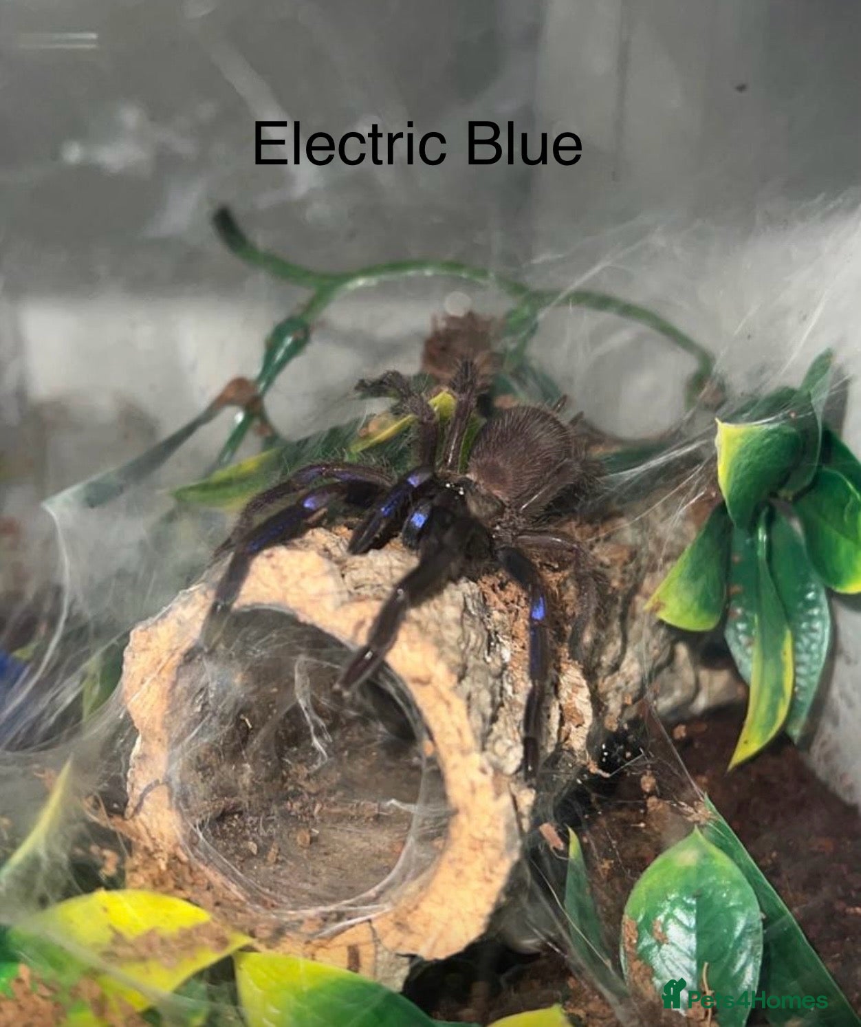 Tarantulas invertebrates Tarantulas with enclosures 4 sale. Collection Only - Advert 14