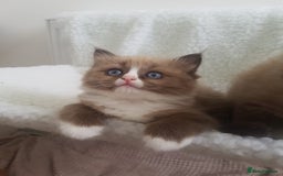 Ragdoll cats for sale: Stunning Seal Mink Mitted Female  - Image 4