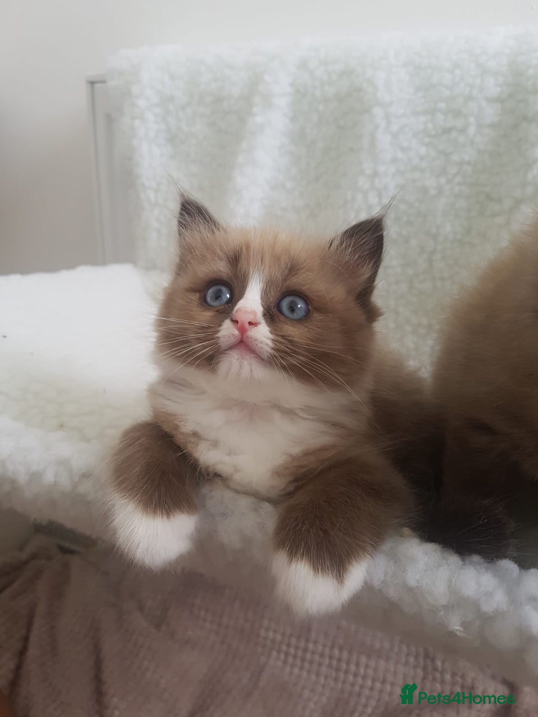 Ragdoll cats for sale: Stunning Seal Mink Mitted Female  - Image 4