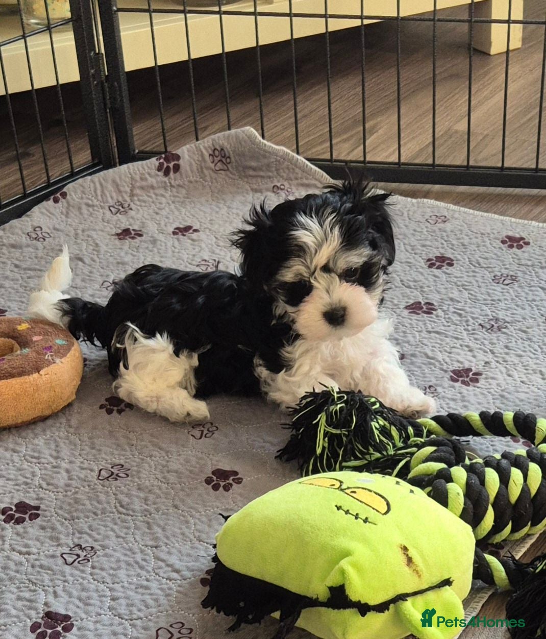Maltese dogs Maltese/Havanese Puppies  - Advert 1