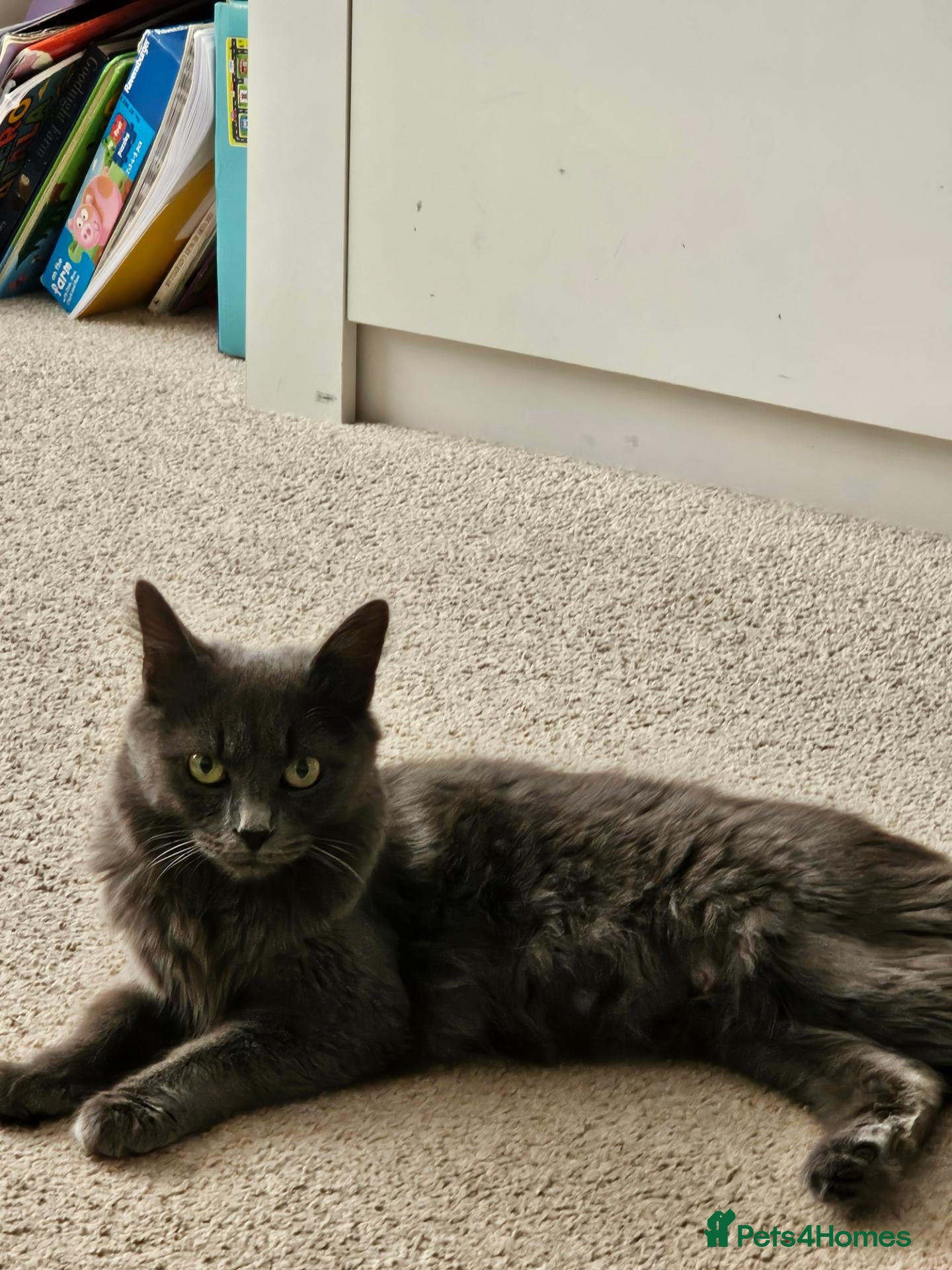 British Longhair cats 5 beautiful kittens for sale - Advert 2