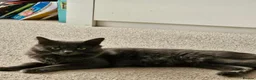 British Longhair cats for sale: 5 beautiful kittens for sale - Advert 1