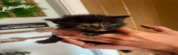 Ragcoon cats for sale: Beautiful Ragcoon kittens 🐱  - Advert 21
