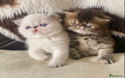 Persian cats for sale: GCCF PURE BRED PKD and PRA CLEAR PERSIAN EXOTICS  - Image 12