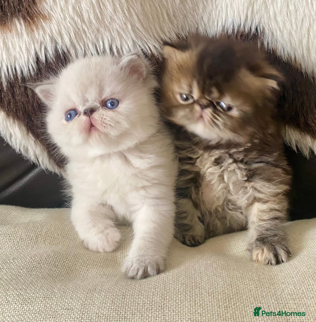 Persian cats for sale: GCCF PURE BRED PKD and PRA CLEAR PERSIAN EXOTICS  - Image 12