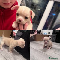 Mixed Breed dogs X3 Beautiful girl French bulldogs cross - Advert 1