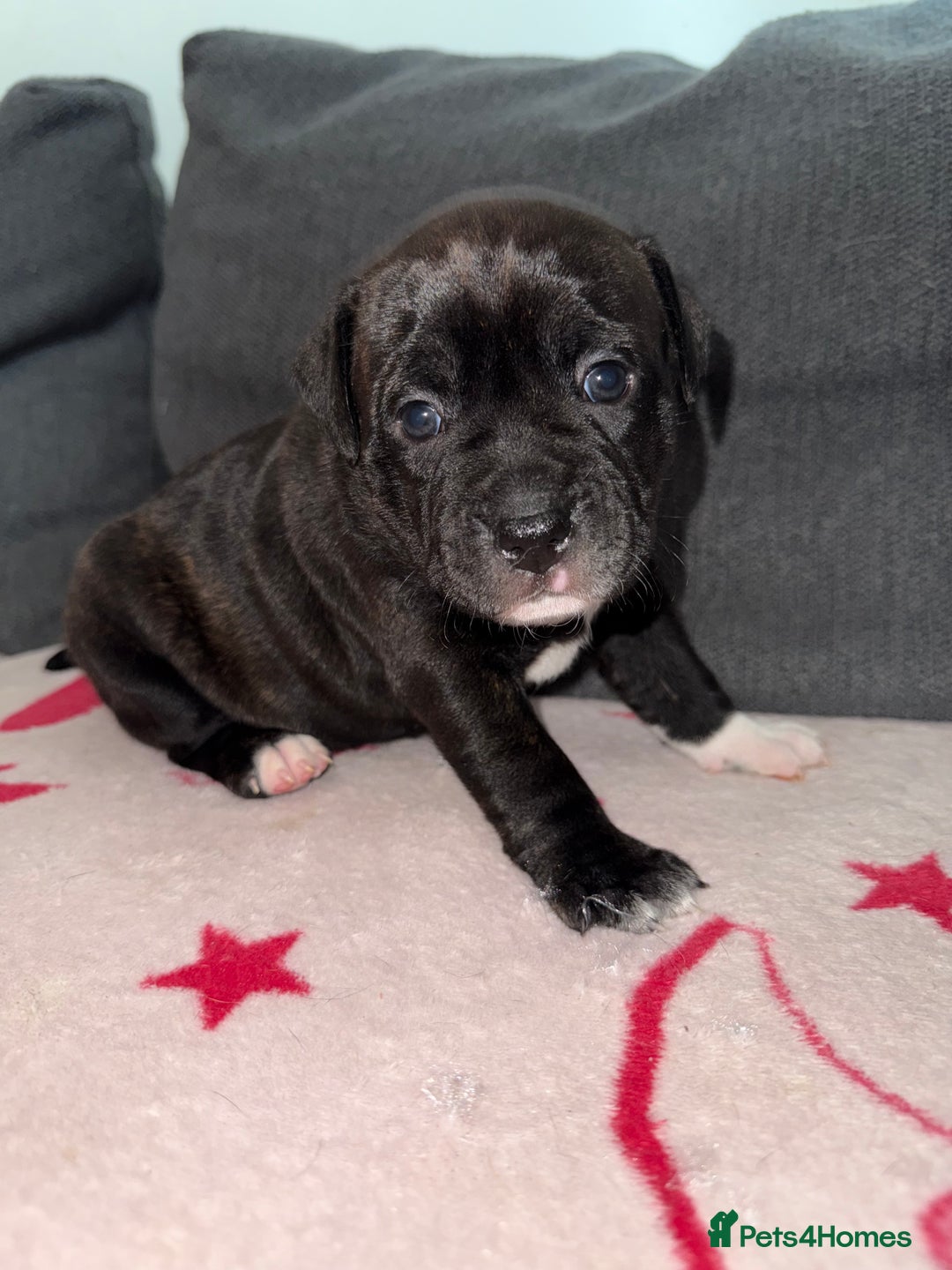 Mixed Breed dogs for sale: Staffy-Cross Puppies - Image 7