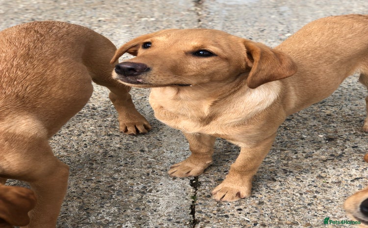 Labrador Retriever dogs in Catterick Garrison - Advert 15