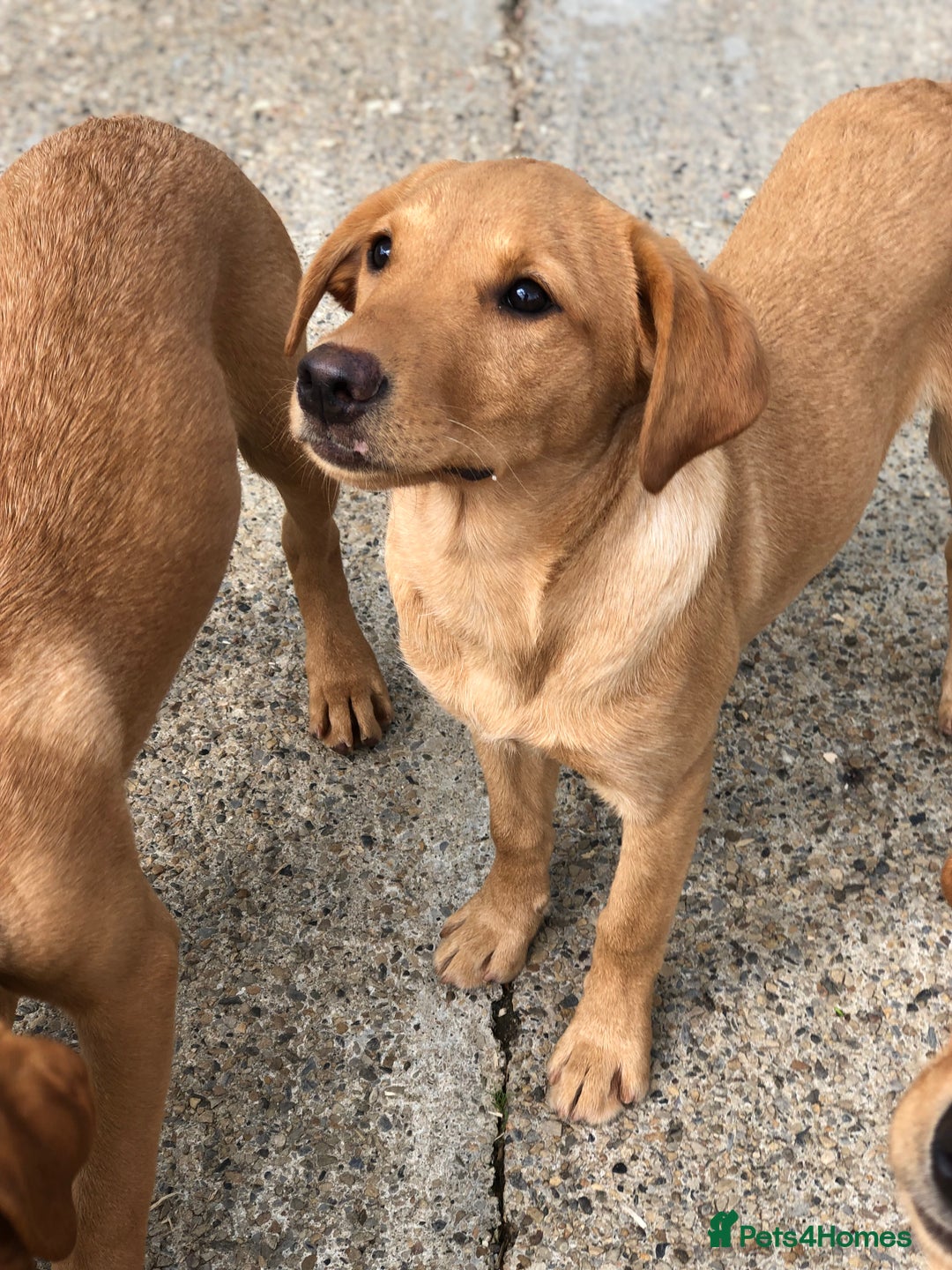 Labrador Retriever dogs for sale: Foxred/Yellow Labradors 5* Licensed Breeder in Catterick Garrison - Image 4