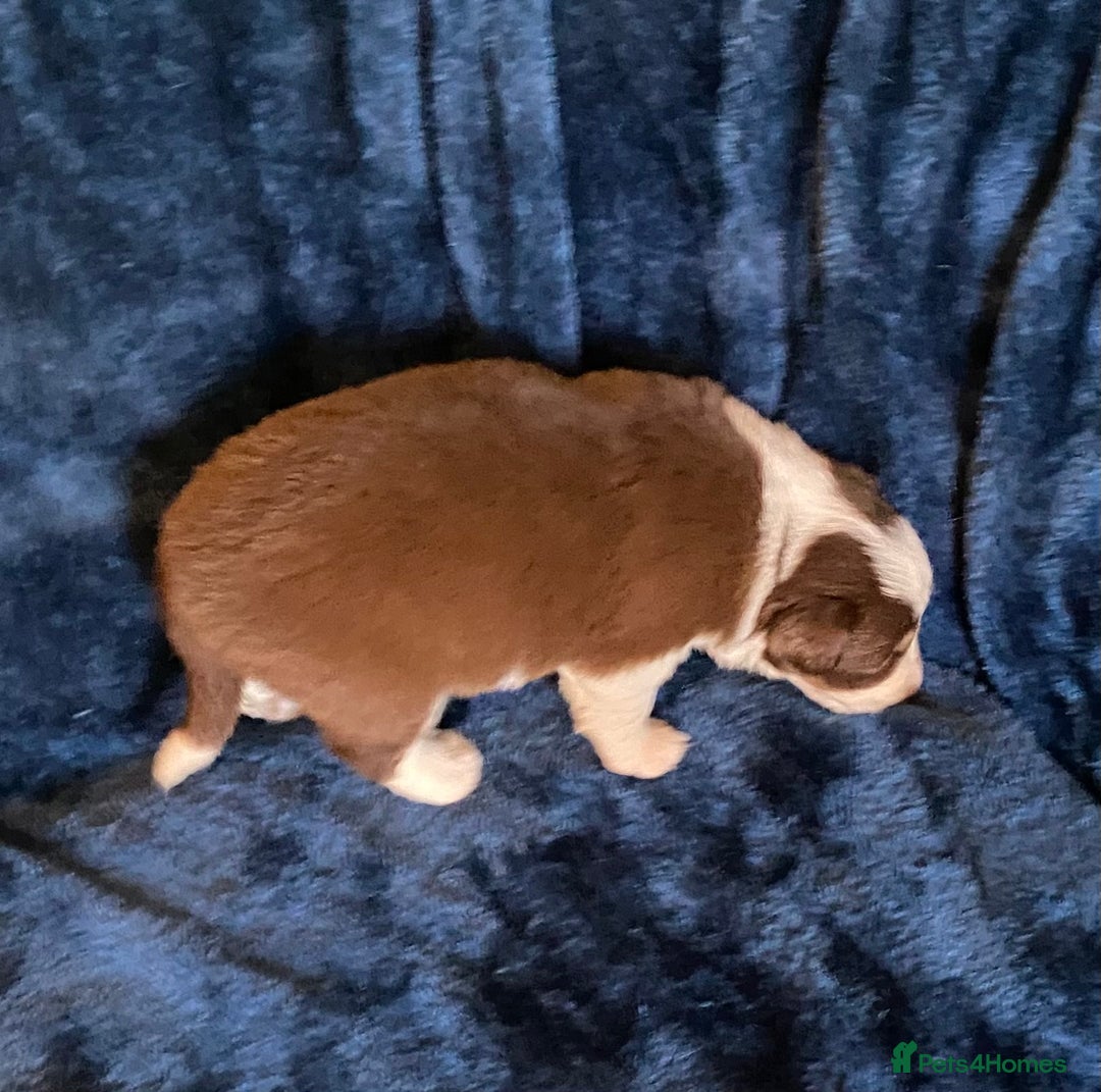 Border Collie dogs for sale: Quality Red, White & Gold Border Collie Pups - Advert 13