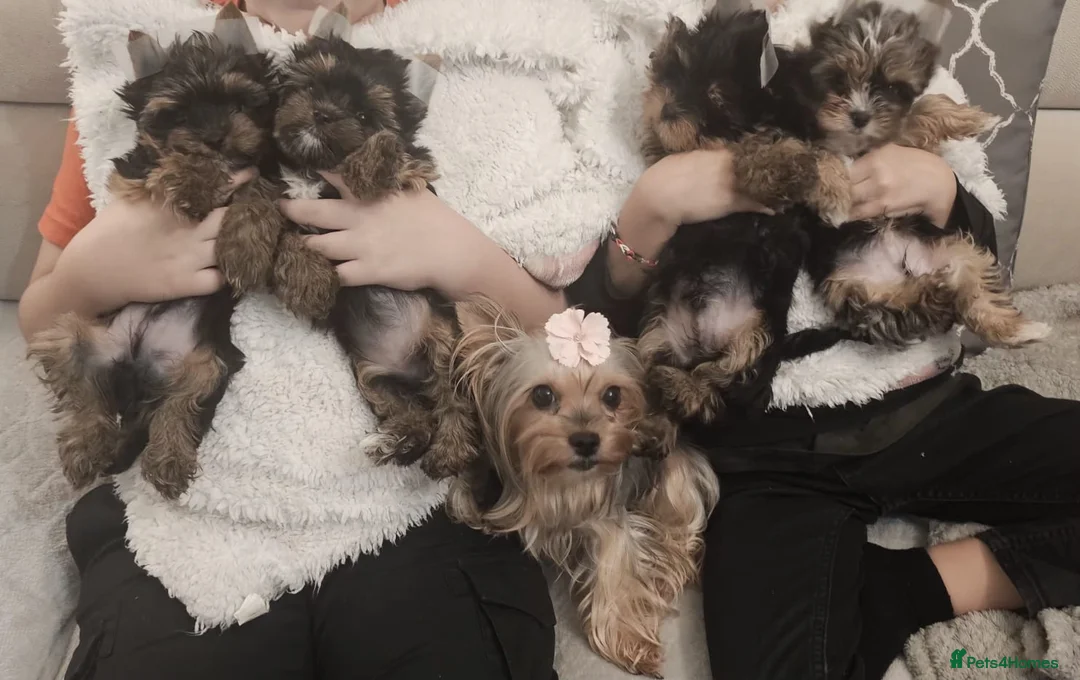 Yorkshire Terrier dogs for sale: Beautiful little Girl 💕Tiny Yorkshire Terrier  - Advert 18