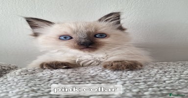 Ragdoll cats - Advert 13
