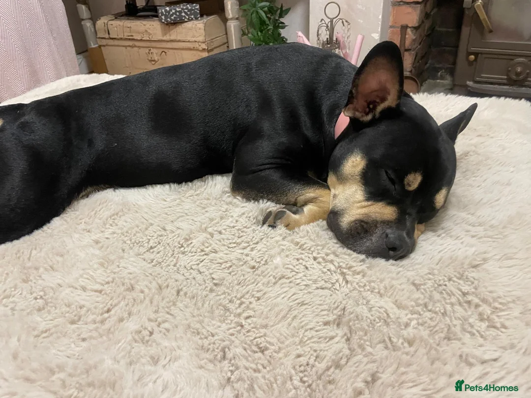 Mixed Breed dogs for sale: Luna ❤️ - Advert 2