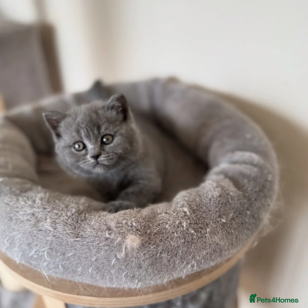 British Shorthair cats for sale: Adorable British Shorthair Kittens  - Advert 8