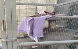 Sphynx cats for sale: 2 year old female sphinx  - Image 4