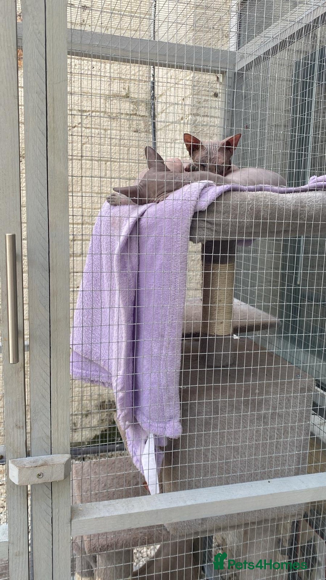 Sphynx cats for sale: 2 year old female sphinx  - Image 4