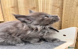 Maine Coon cats for sale: FINAL 3 REMAINING :TICA registered Mainecoons  - Image 15