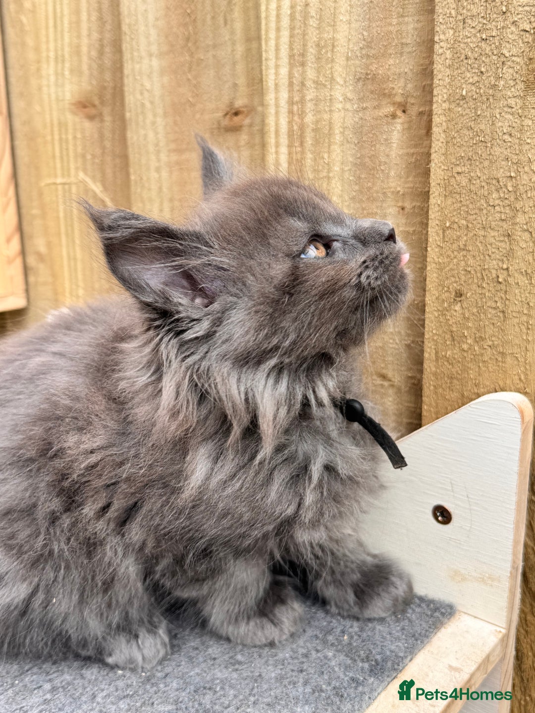 Maine Coon cats for sale: FINAL 3 REMAINING :TICA registered Mainecoons  - Image 15