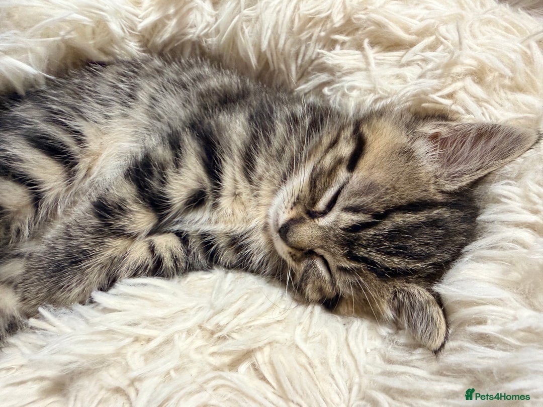 Ragdoll cats for sale: Ragdoll x kittens Championlines - Advert 3