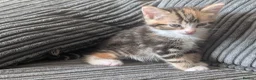 Domestic Shorthair cats for sale: 6 adorable kittens  - Advert 22