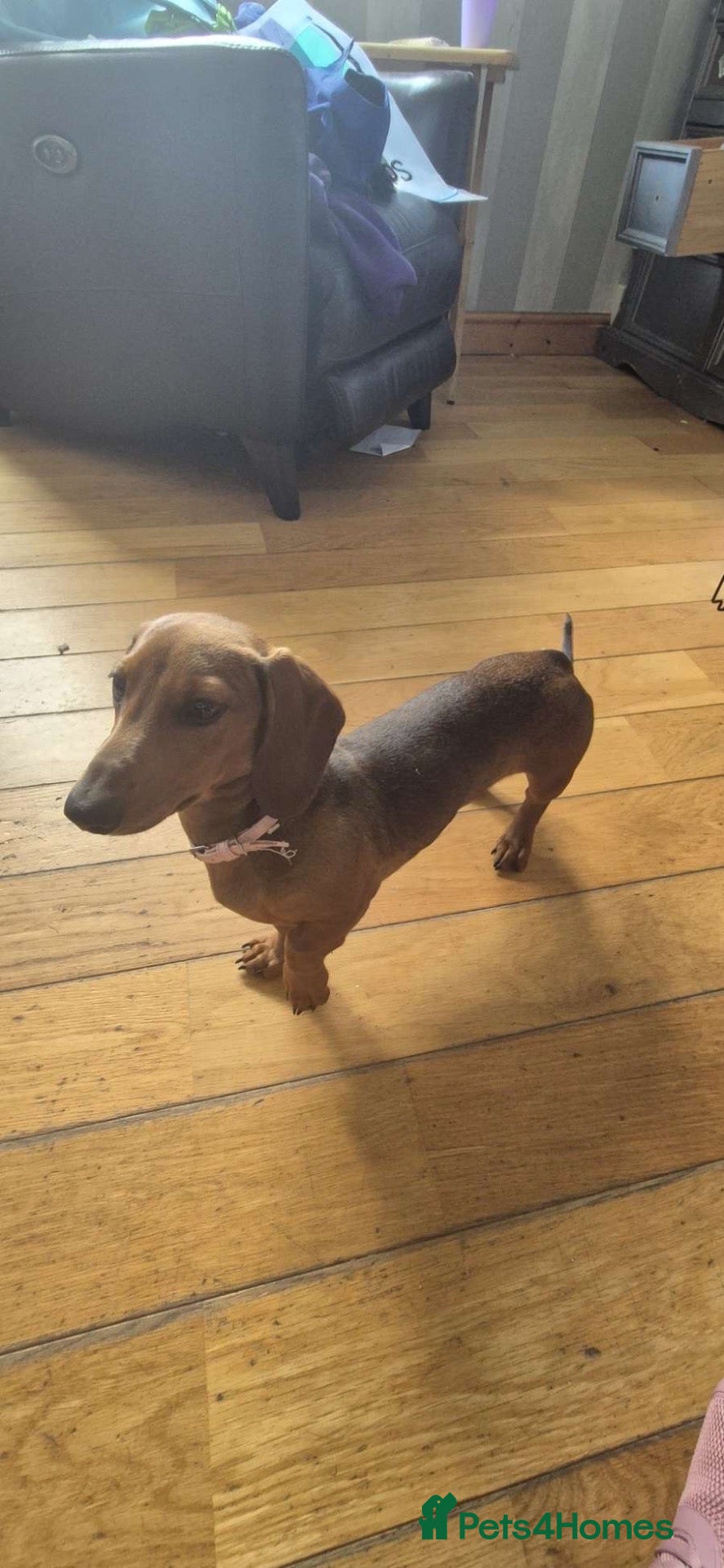 Dachshund dogs Daschund girl for sale  - Advert 1
