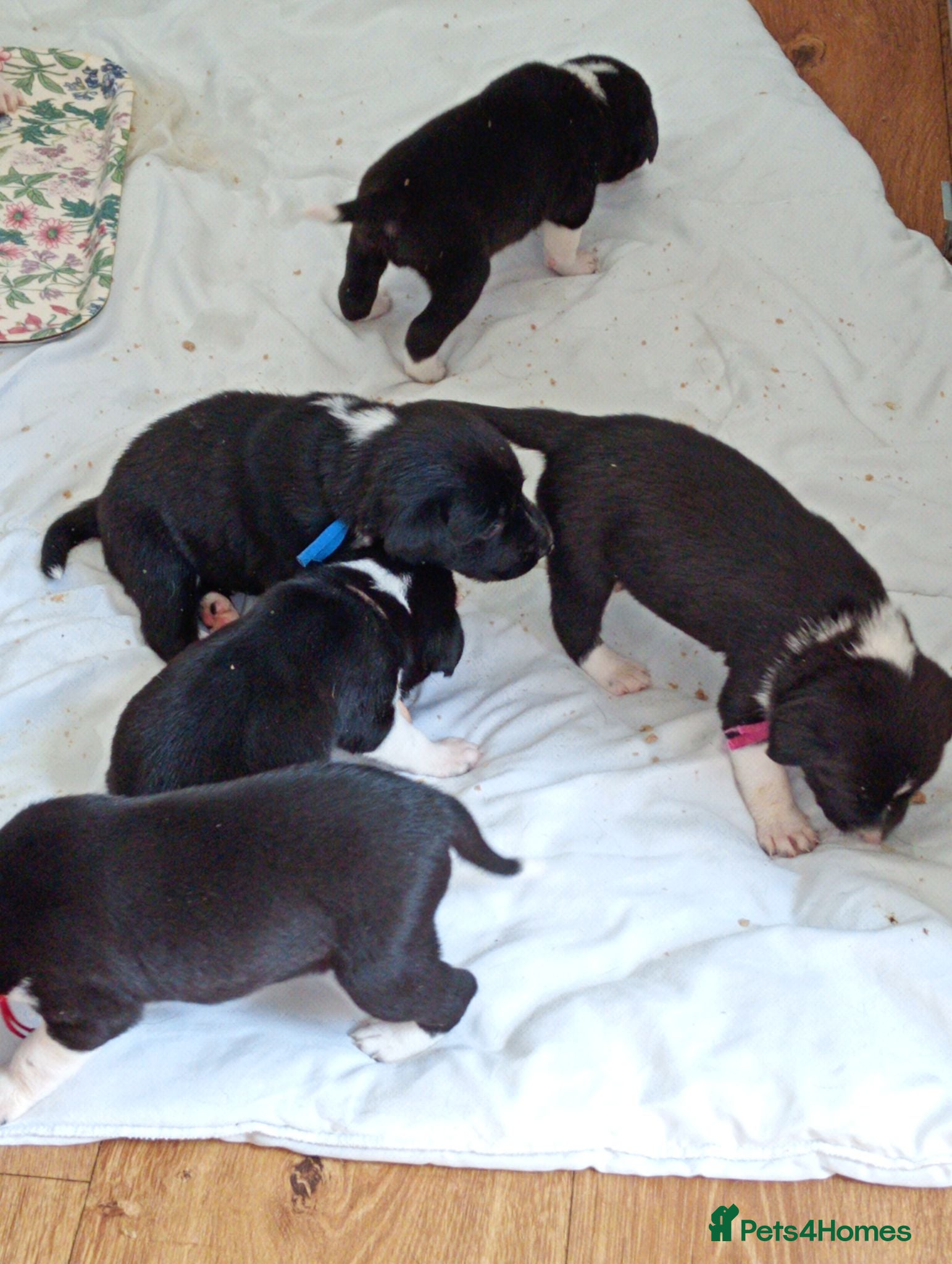 Sprollie dogs Gorgeous Sprollies puppies  Ready to leave  - Advert 5