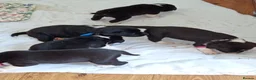 Sprollie dogs for sale: Gorgeous Sprollies puppies  Ready to leave  - Advert 1