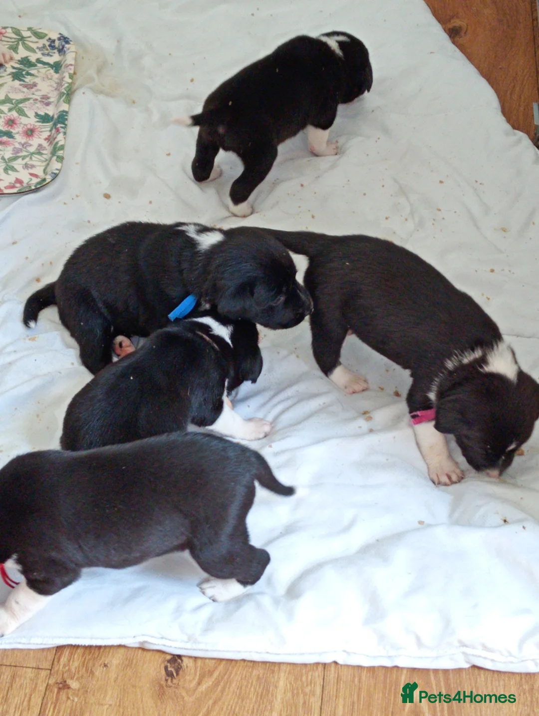 Sprollie dogs for sale: Gorgeous Sprollies puppies  Ready to leave  - Advert 1