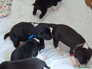 Sprollie dogs Gorgeous Sprollies puppies Ready to leave - Advert 5
