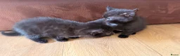 Mixed Breed cats for sale: Mane coon cross kittens  - Advert 7