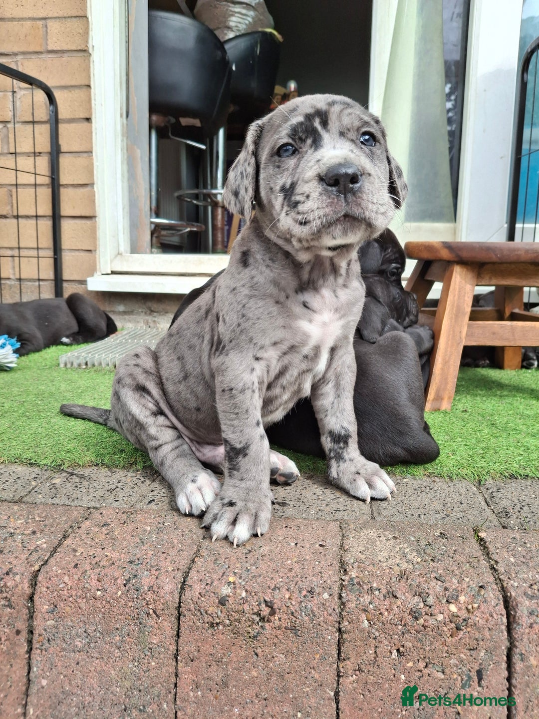 Mixed Breed dogs for sale: HARLEQUINN CANE CORSO X AMERICAN BULLDOGGE - Image 11