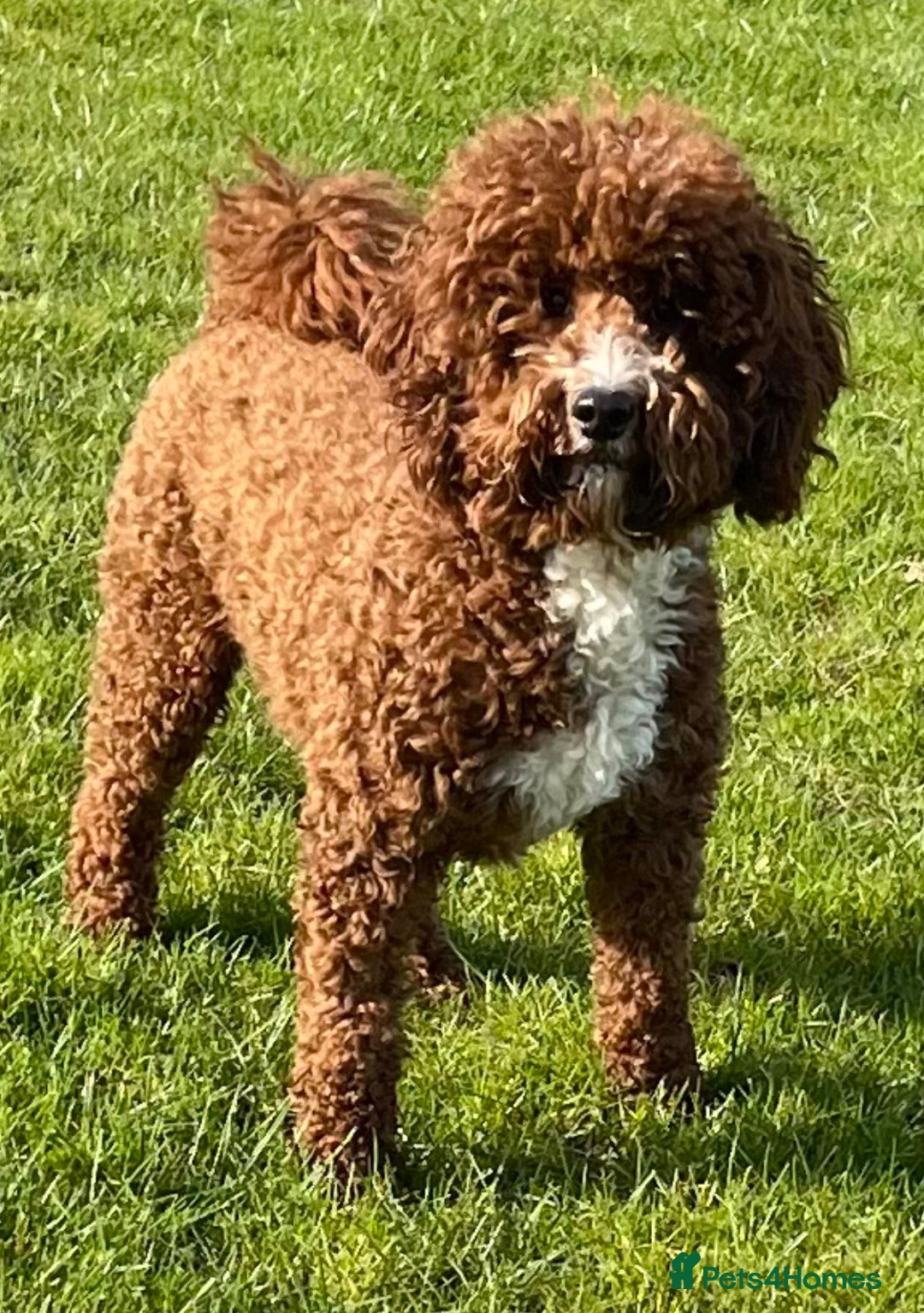 Cockapoo dogs for sale: Unique Rare Merle F1B Cockapoo Puppies - Image 23