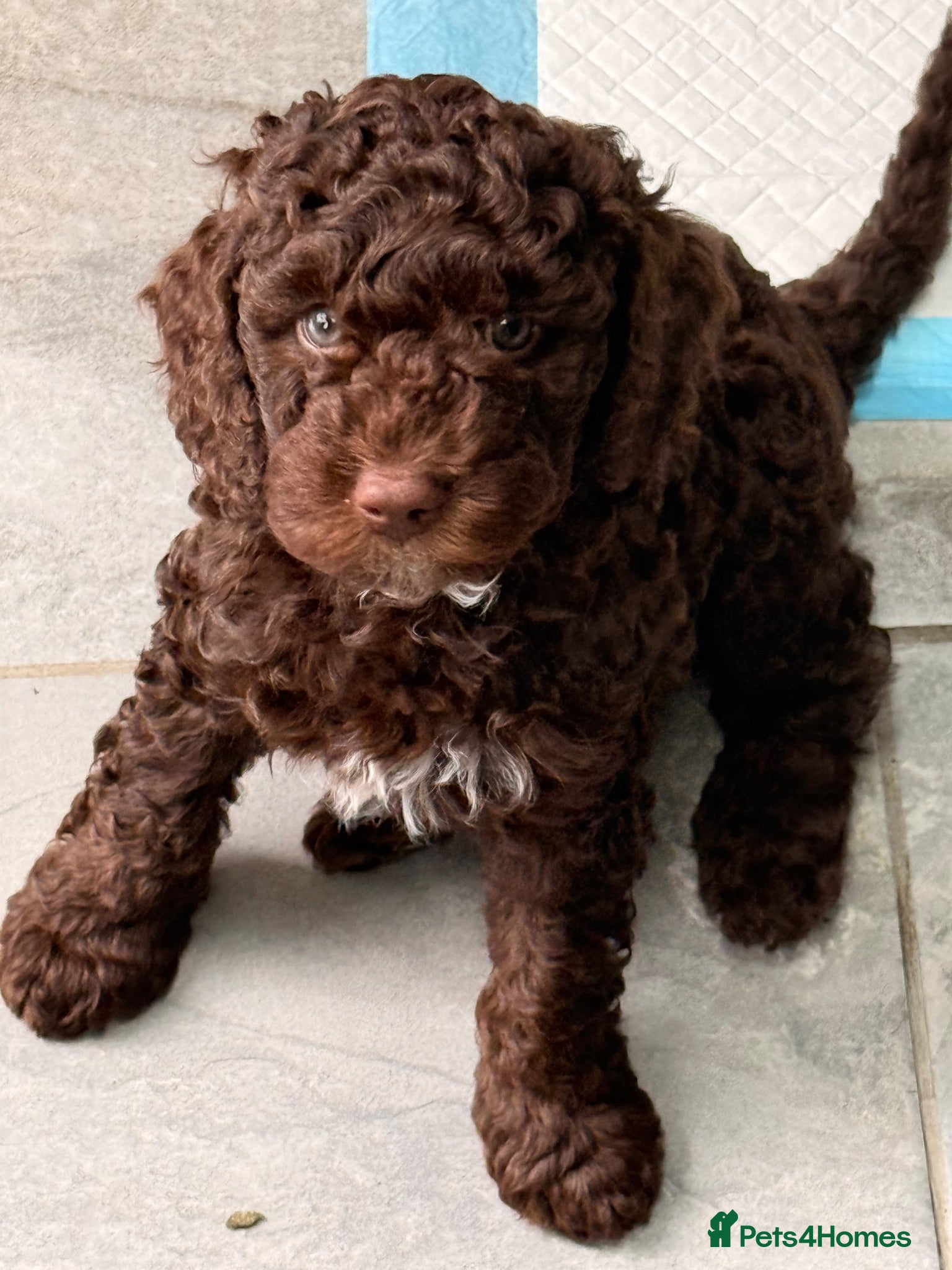 Cockapoo dogs Orla’s Beautiful Babies - Advert 2