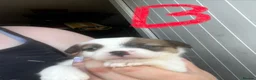 Jack Russell dogs for sale: Beautiful Jack Russell litter - Advert 3