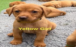 Labrador Retriever dogs for sale: Gorgeous KC Fox Red Labs - Image 6