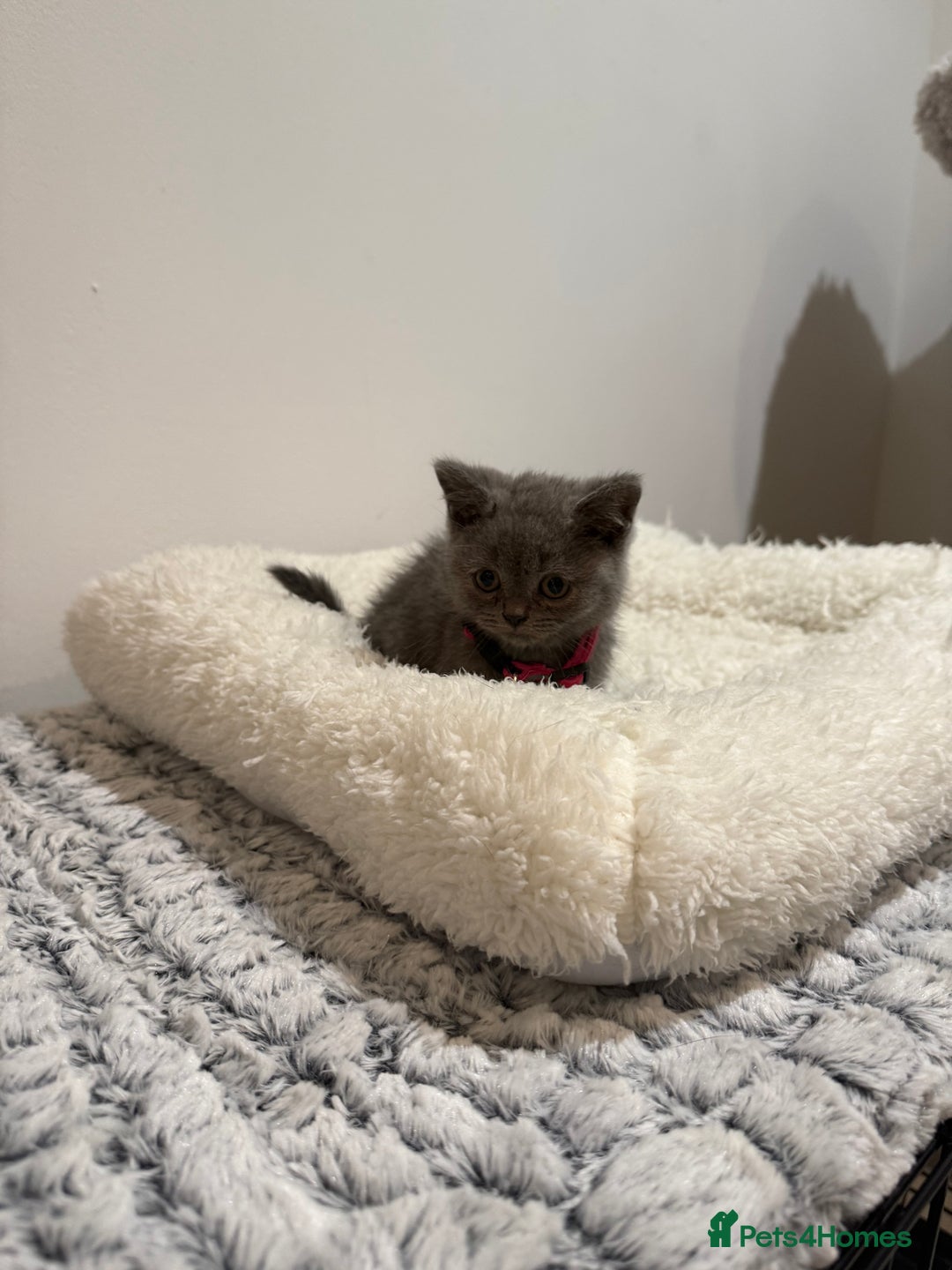 British Longhair cats for sale: Beautiful blues - Image 6
