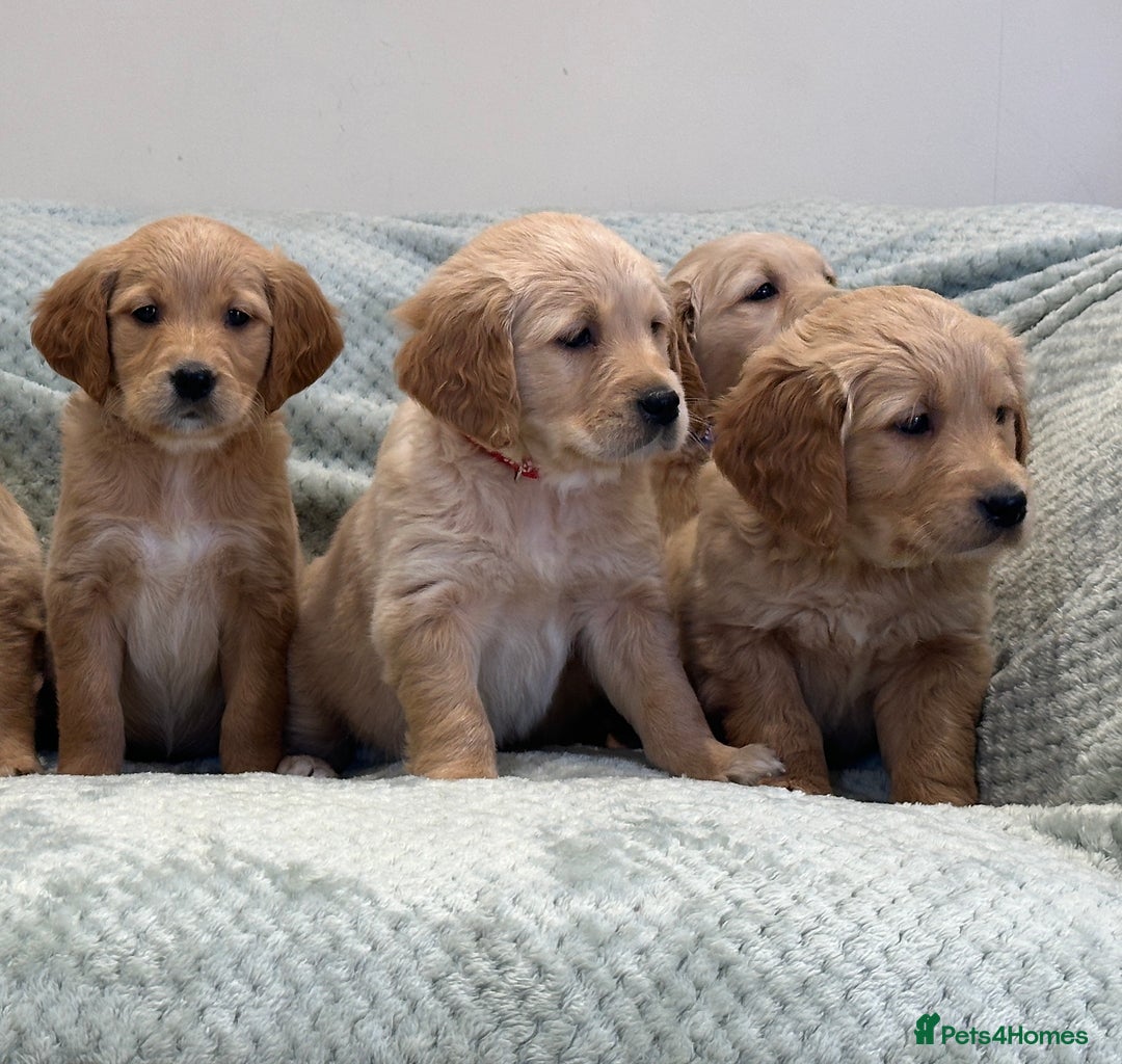 Golden Retriever dogs for sale: Quality litter of KC reg Golden Retriever Puppies  - Advert 10