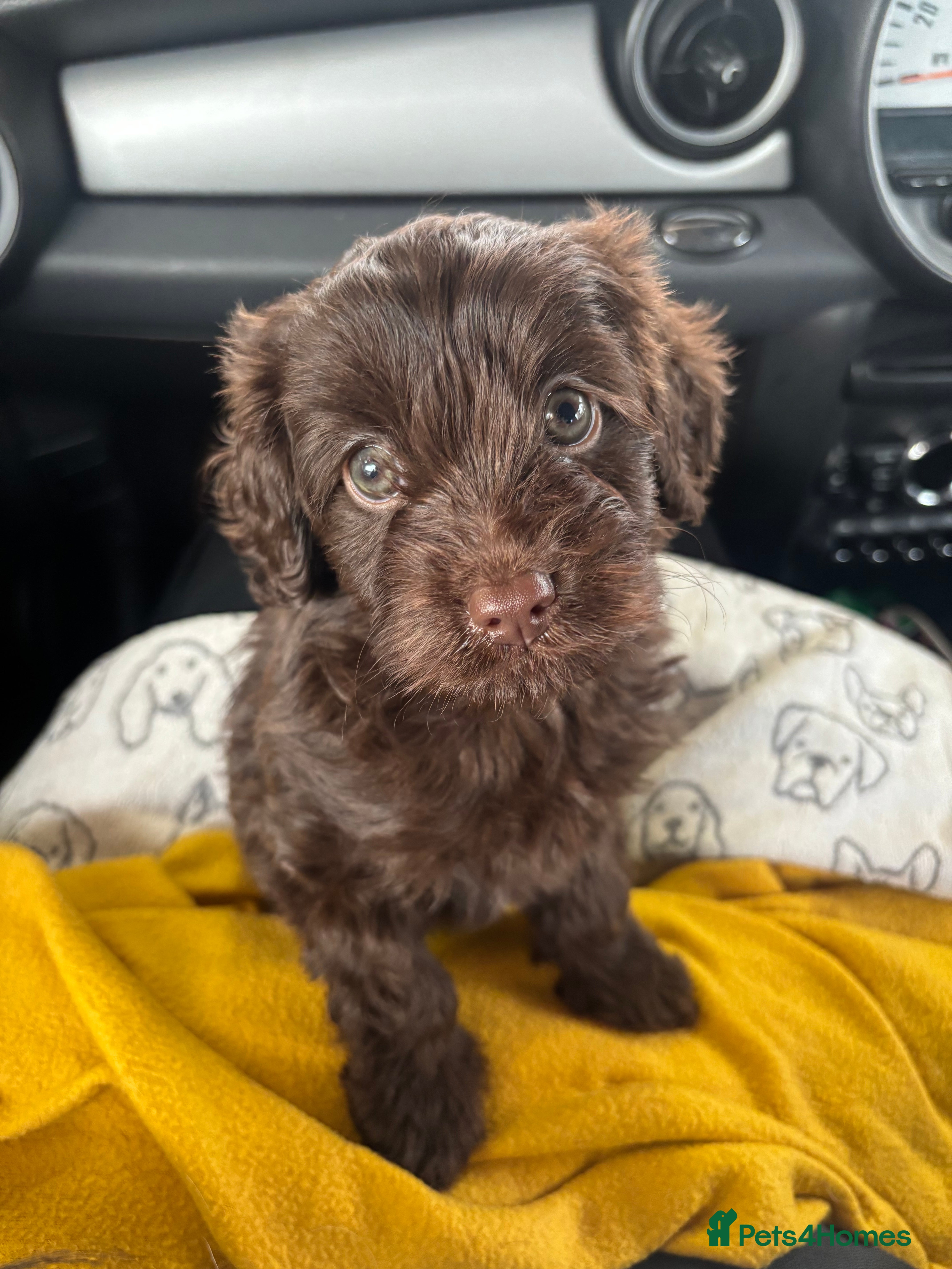 Cavapoo dogs Chocolate Cavapoo Puppy. Ready for Loving Home - Advert 1