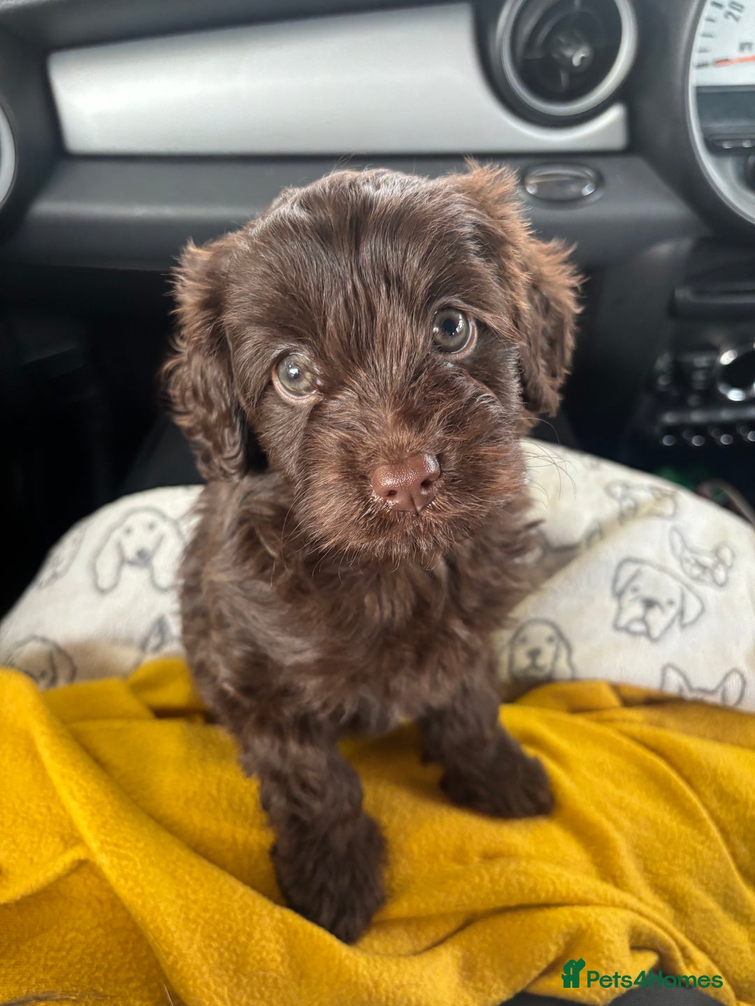 Cavapoo dogs for sale: Chocolate Cavapoo Puppy. Ready for Loving Home - Advert 1