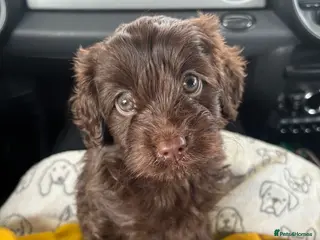 Cavapoo dogs Chocolate Cavapoo Puppy. Ready for Loving Home - Advert 8