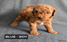 Toy Poodle dogs for sale: STUNNING RED TOY POODLE 🤩🐶 - Image 9