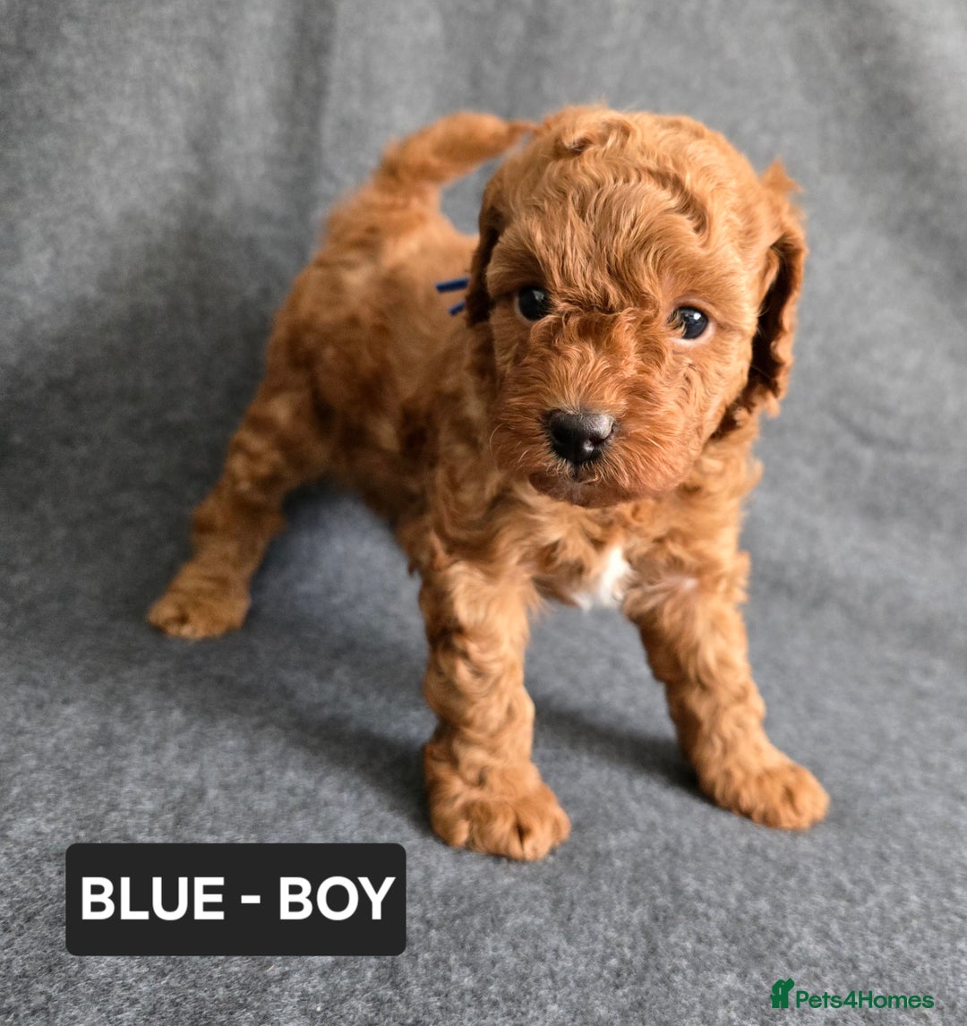 Toy Poodle dogs for sale: STUNNING RED TOY POODLE 🤩🐶 - Image 9