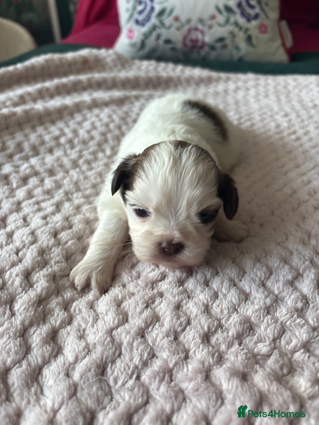 Shih Tzu dogs for sale: Shih tzu puppies from sale  - Advert 9