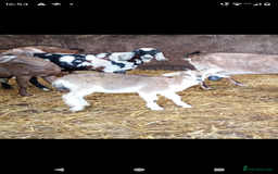 Goats livestock for sale: 2 brothers. - Image 3